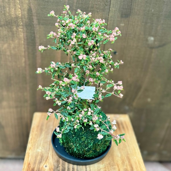 おしゃれ 観葉植物：苔玉 天皇梅*受皿付 天の梅 【お花終わりました