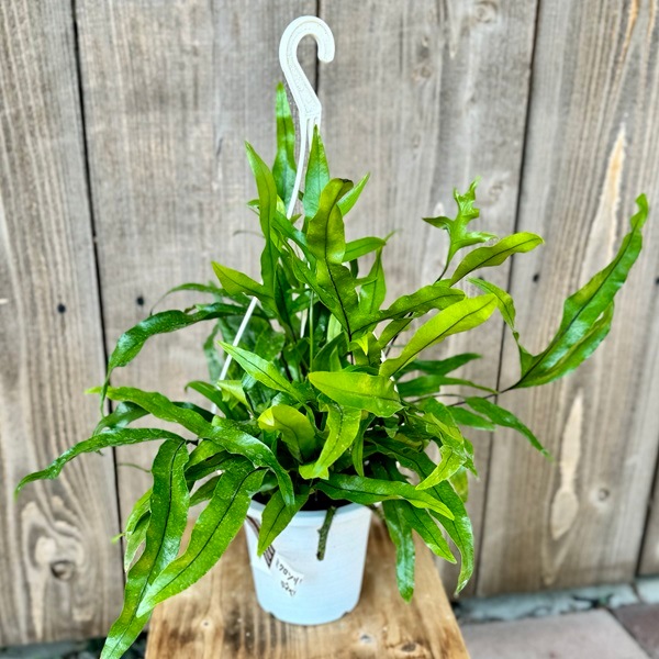 おしゃれ 観葉植物：ミクロソリウム ディベルシフォリウム*4号 吊り鉢
