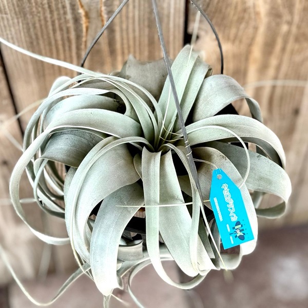 おしゃれ 観葉植物 エアープランツ：チランジア
