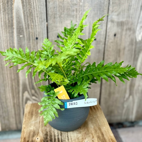 おしゃれ 観葉植物 西洋シダ植物：ブレクナム シルバーレディー*底面