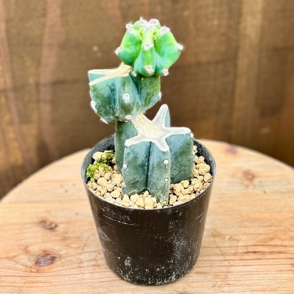 おしゃれ 観葉植物：とげなし 柱サボテン*プラポット | 観葉植物
