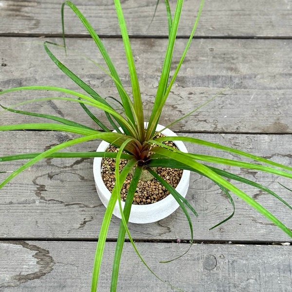 ノリナ ポニーテール 幹太 観葉植物 室内 オシャレ 形綺麗