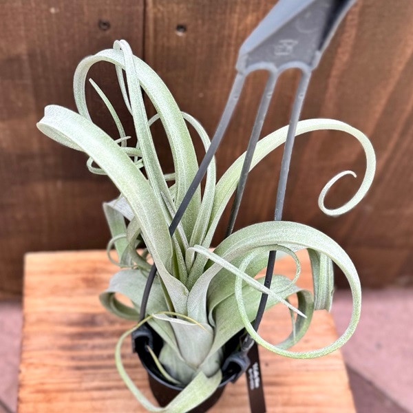 ブロメリア・エアープランツ Curly Slim x Bird Rock Elegance T5118 観葉植物：チランジア エアープランツ カーリースリム XXL 吊り