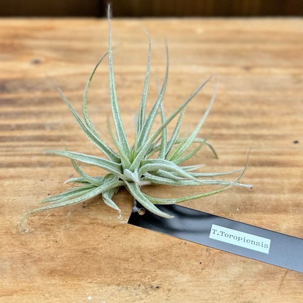 Tillandsia Methaporn Delight 速達発送 Tillandsia Methaporn Delight 速達発送