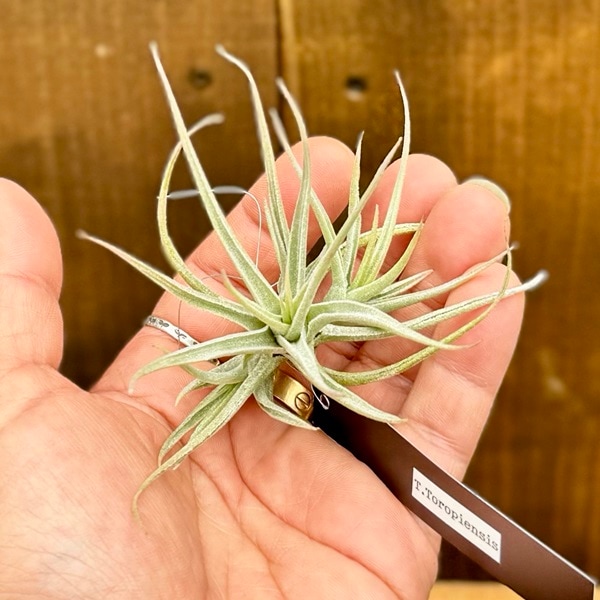 観葉植物：チランジア エアープランツ トロピエンシス R*エアプランツ