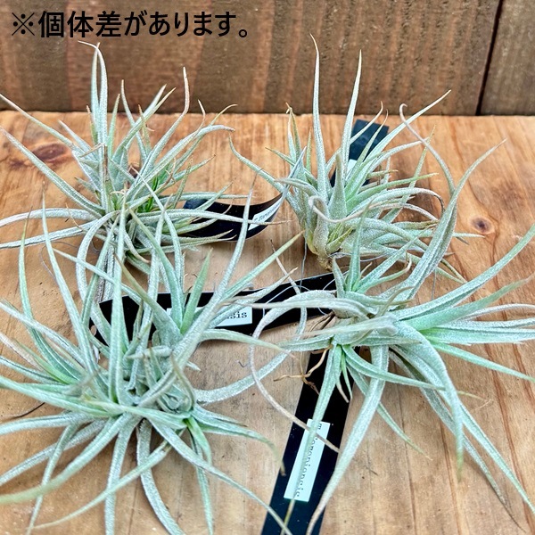 観葉植物：チランジア エアープランツ トロピエンシス R*エアプランツ