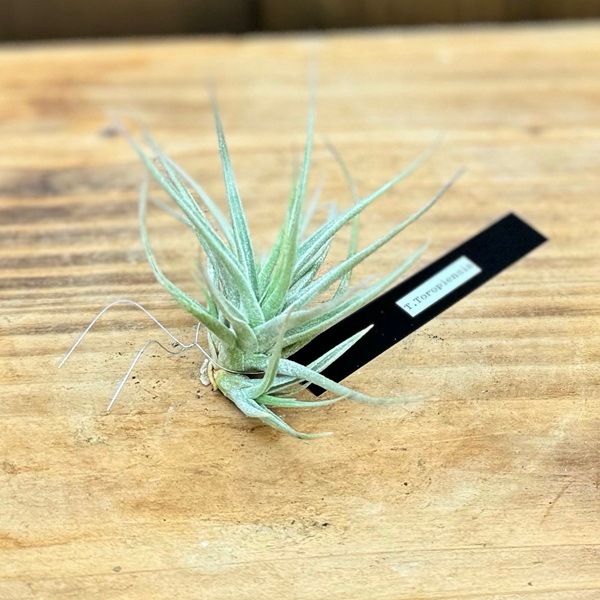観葉植物：チランジア エアープランツ トロピエンシス R*エアプランツ