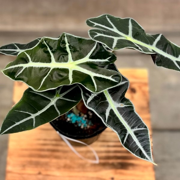 おしゃれ 観葉植物：アロカシア ポリー*3.5号 プラポット Alocasia