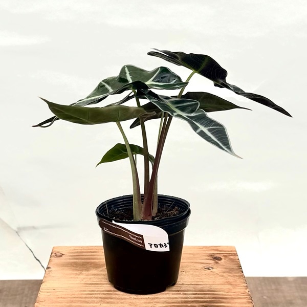 おしゃれ 観葉植物：アロカシア ポリー*3.5号 プラポット Alocasia