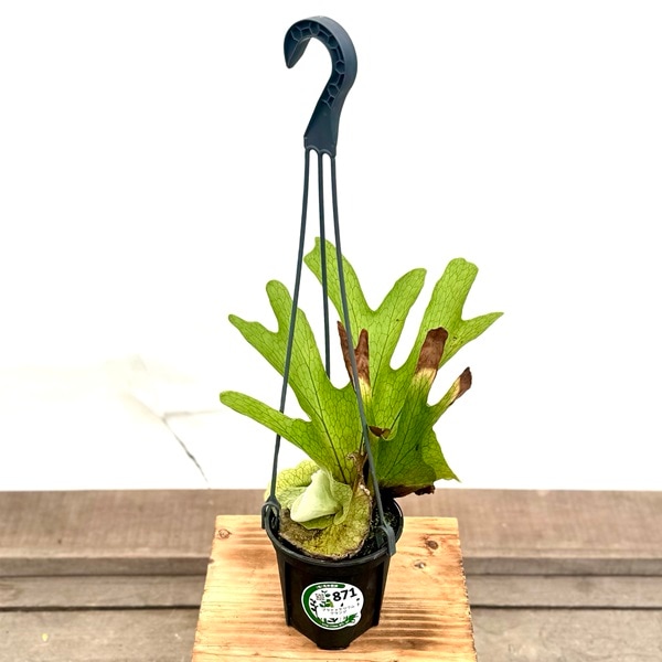 おしゃれ 観葉植物：ビカクシダ コウモリラン グランデ*4号 吊り鉢