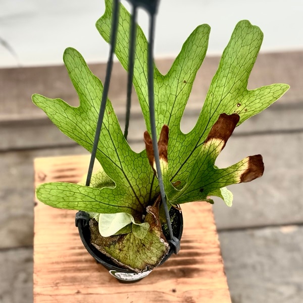 おしゃれ 観葉植物：ビカクシダ コウモリラン グランデ*4号 吊り鉢