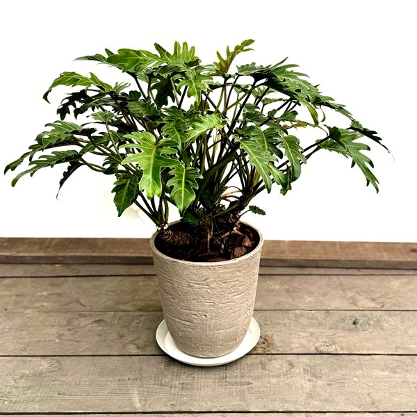 おしゃれ 観葉植物：クッカバラ 鉢植え 受皿付*フィロデンドロン