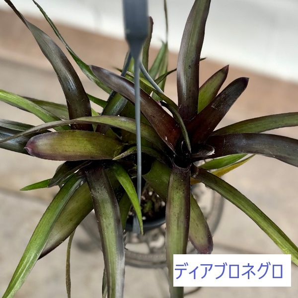 おしゃれ 着生植物 観葉植物 選べる：ネオレゲリア*4号 吊り鉢