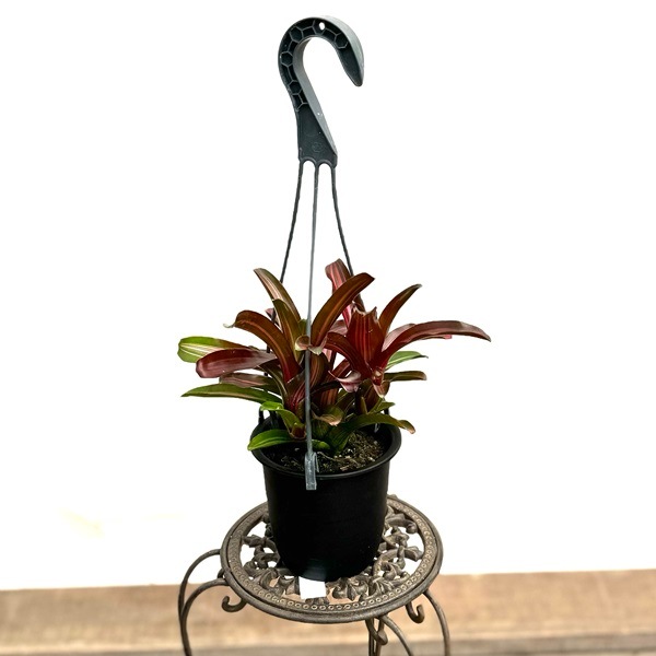 大株 ネオレゲリア ネオレゲリア ワイルドラビット | GREEN LUCK