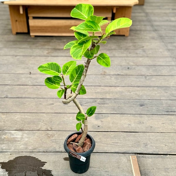 おしゃれ 観葉植物：フィカス アルテシーマ*プラポット バークチップ