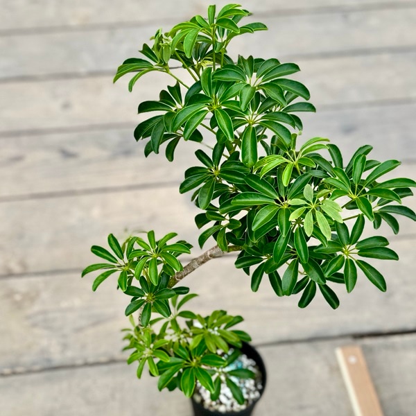 おしゃれ 観葉植物：シェフレラ コンパクタ*4号 プラポット | 観葉植物