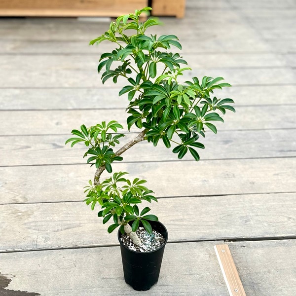 観葉植物 シェフレラ 200cm シェフレラ 200センチ 観葉植物