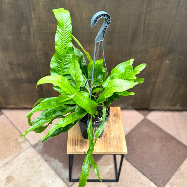 おしゃれ 観葉植物：アグラモルファ コロナンス*カザリシダ 5号 吊り鉢