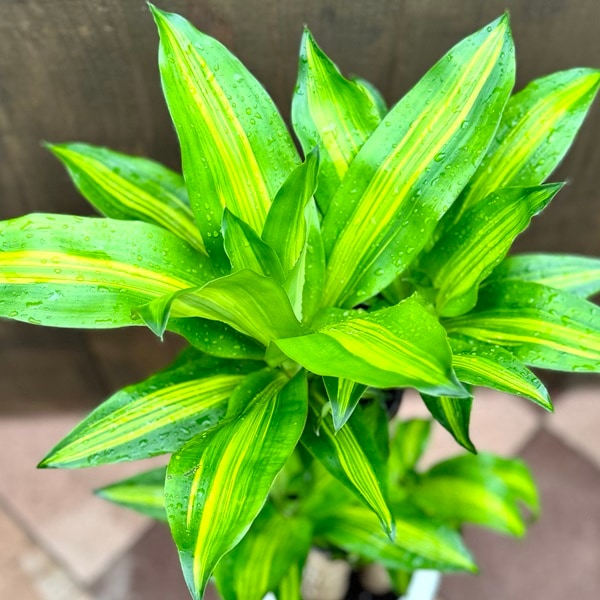 中型観葉植物 波状の緑色の葉　幸福の木　ドラセナ　マッサンゲアナ 観葉植物 本物 幸福の木 ドラセナ・マッサンゲアナ 8号鉢 大型
