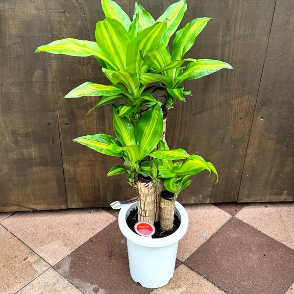 幸福の木　ドラセナマッサンゲアナ⭐️大型⭐️約135cm 幸福の木 ドラセナマッサンゲアナ⭐️大型⭐️約135cm ドラセナ