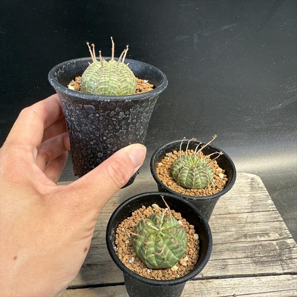 多肉植物：ユーフォルビア バリダ 3個セット*幅4cm | サボテン