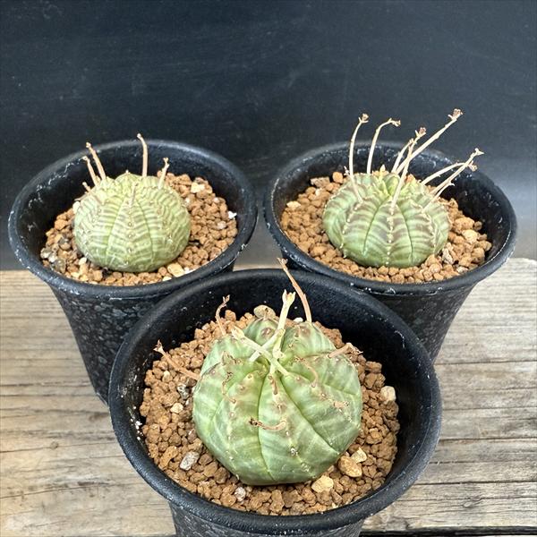 多肉植物 ユーフォルビア バリダゴブリン ユーフォルビア・バリダの基本情報・育て方｜多肉植物・サボテン