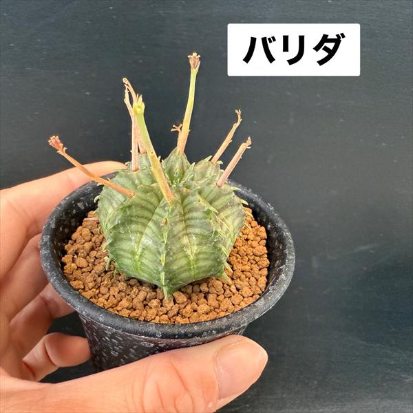 メルカリ便　仔吹　バリダ　♀　メス　群生　鉢ごと メルカリ便 仔吹 バリダ ♀ メス 群生 鉢ごと - メルカリ