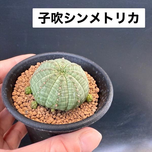 メルカリ便　仔吹　バリダ　♀　メス　群生　鉢ごと メルカリ便 仔吹 バリダ ♀ メス 群生 鉢ごと - メルカリ