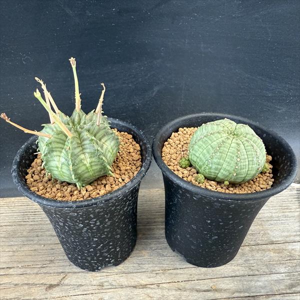 ユーフォルビア　バリダ 多肉植物：ユーフォルビア バリダ＆子吹きシンメトリカ セット