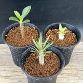 �����ǥå������ѥ��ݥǥ����� ���饭�ꥹ�����֥�ͥ���������󥾥꡼�����å�*������0.5��1���