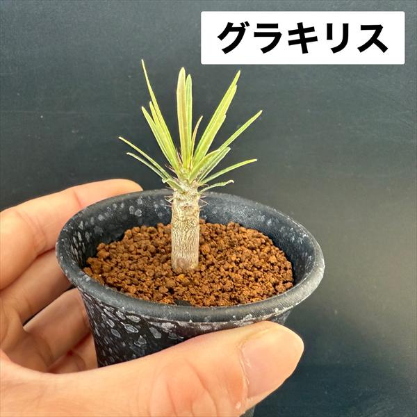 コーデックス：パキポディウム グラキリス＆エブレネウム