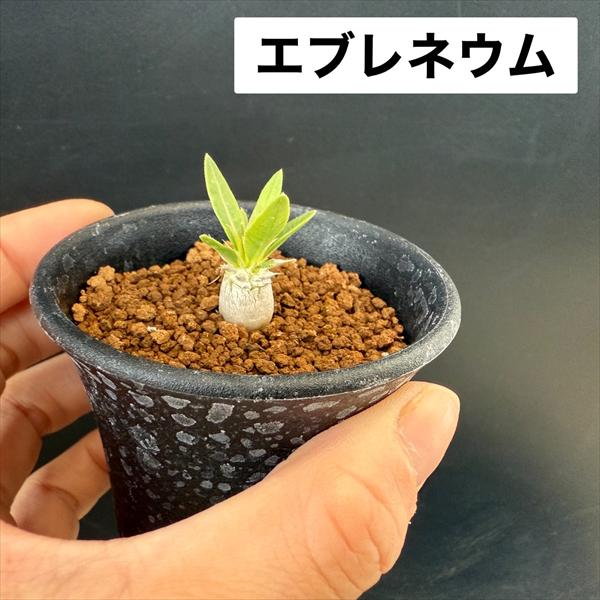 コーデックス：パキポディウム グラキリス＆エブレネウム