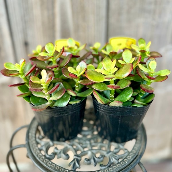 観葉植物 苗：金のなる木 姫黄金花月*2個セット | 観葉植物,テーブル