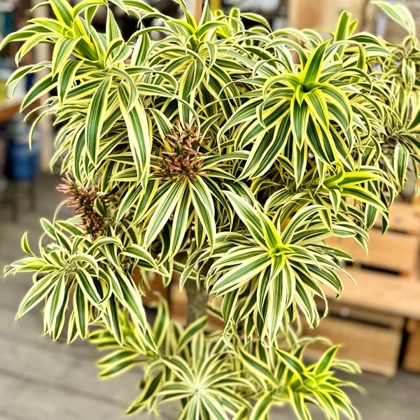 おしゃれ 観葉植物：ドラセナ ソング オブ インディア 鉢カバー*現品 2