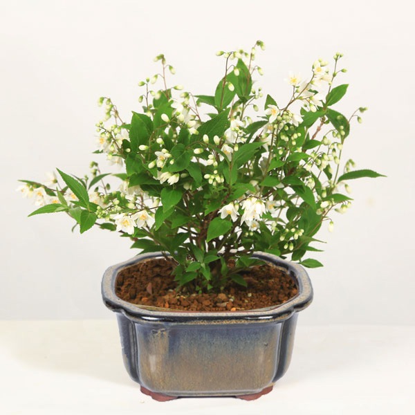 小品盆栽：姫うつぎ(藍黄土色モッコ陶器鉢)*＜2025年開花終了＞【送料