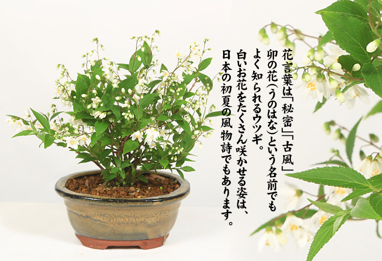 小品盆栽：姫うつぎ(藍黄土色モッコ陶器鉢)*＜2025年開花終了