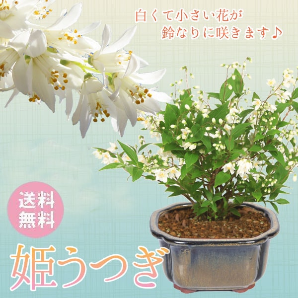 小品盆栽：姫うつぎ(藍黄土色モッコ陶器鉢)*＜2025年開花終了