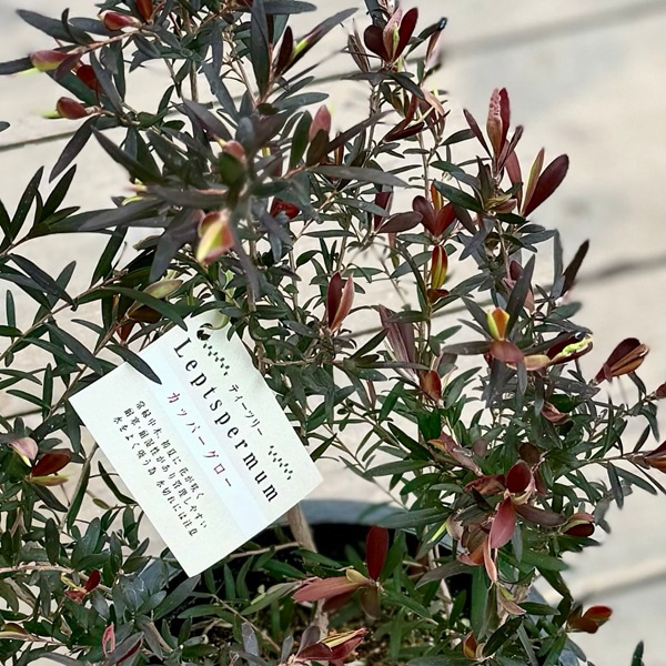 観葉植物 苗 花苗 鉢花：レプトスペルマム カッパーグロー*6号 | 観葉