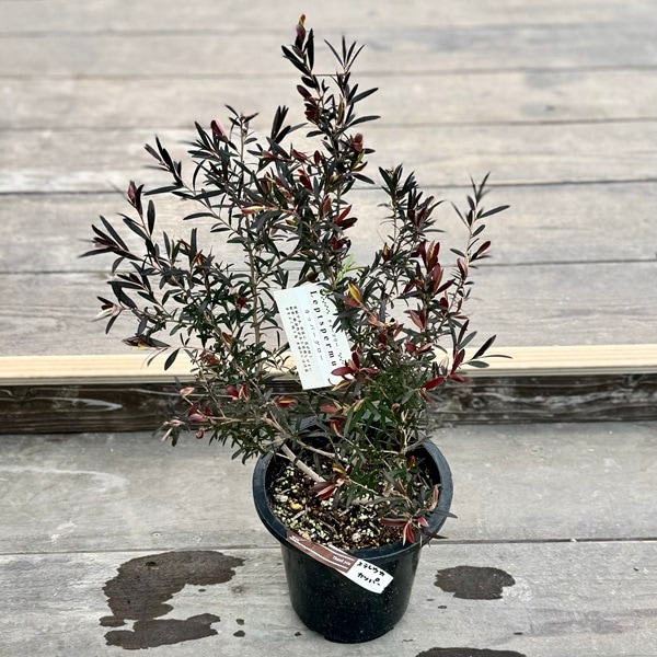 良品。レプトスペルマム カッパーグロー2.1M(鉢底から)品番C 良品。レプトスペルマム カッパーグロー2.1M(鉢底から)品番C