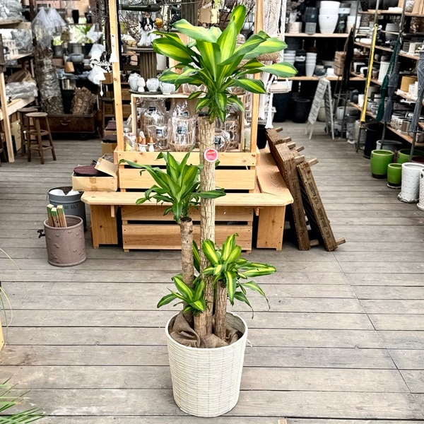 おしゃれ 観葉植物：ドラセナ マッサンゲアナ(幸福の木)*鉢カバー 現品