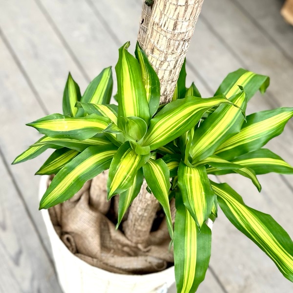おしゃれ 観葉植物：ドラセナ マッサンゲアナ(幸福の木)*鉢