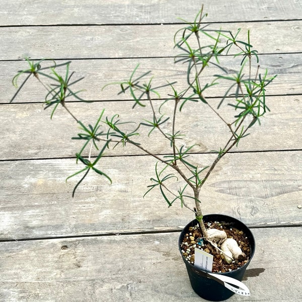 ユーフォルビア ヘディオトイデス マダガスカル 珍奇塊根植物