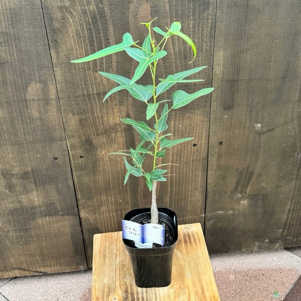 おしゃれ 観葉植物：ブラキシトン ポプルネウス*ボトルツリー 細葉か丸