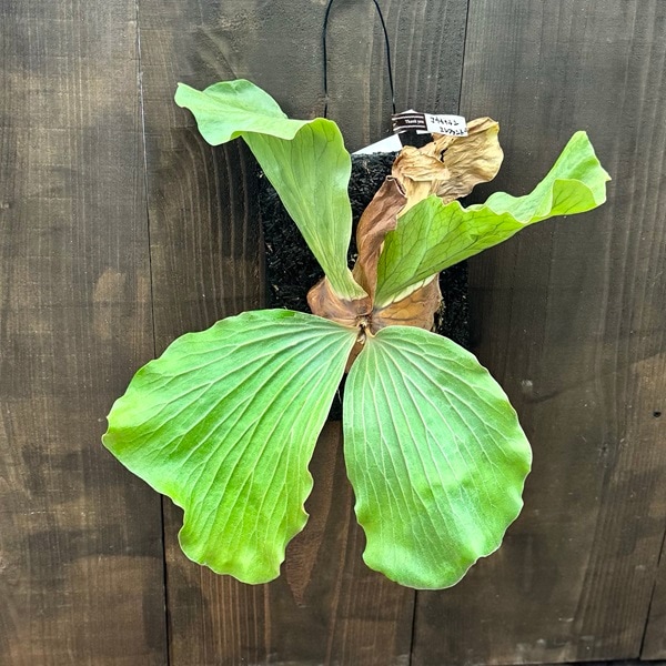 観葉植物：ビカクシダ コウモリラン エレファントティス ヘゴ板付け