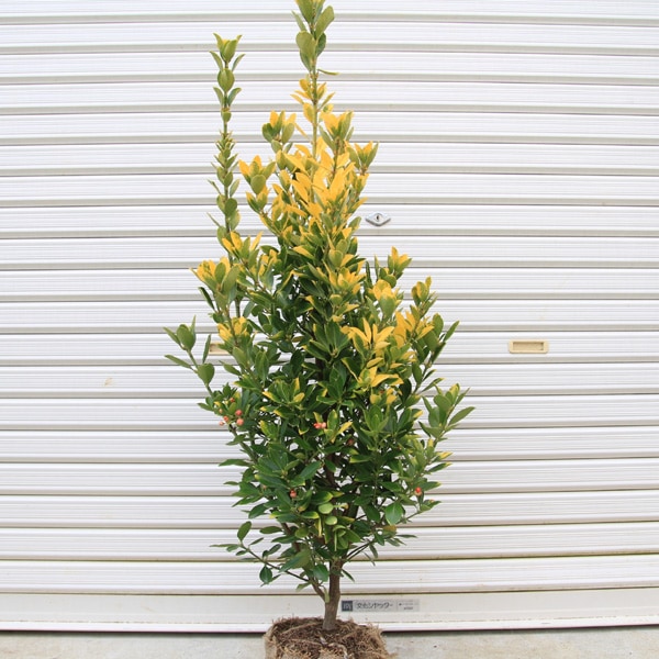 黄金マサキ5本 フイリマサキ5本 【公式通販】