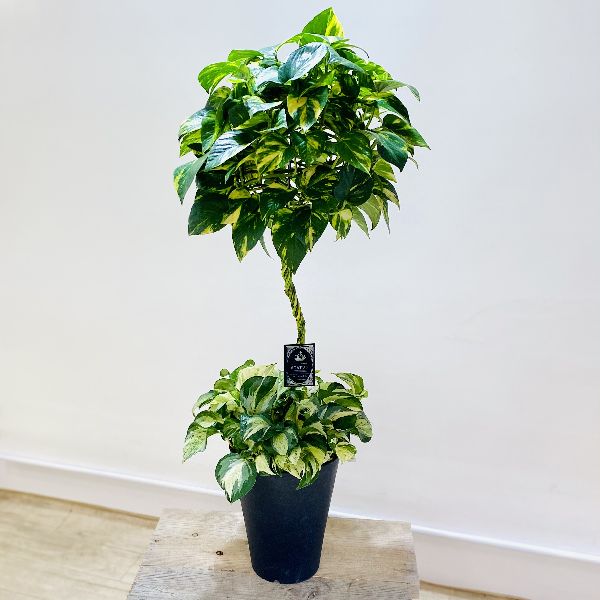 おしゃれ 観葉植物：ポトス バルーン仕立て* | 観葉植物,フロアサイズ