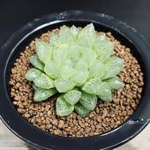 ¿����ʪ���ϥ������ ���륪�֥ġ���*L����6���