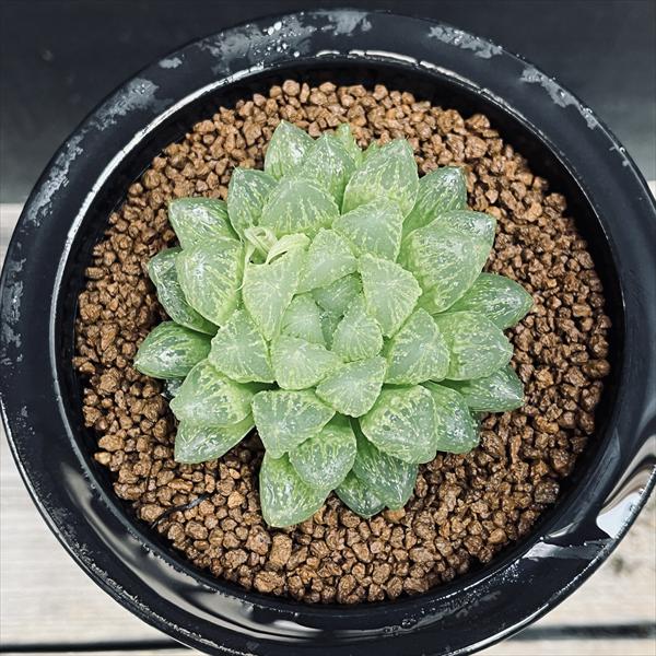 多肉植物　ハオルチア　光るオブツーサ　抜き苗 楽天市場】多肉植物 光るオブツーサ 抜き苗 : ハナミドリ 楽天市場店