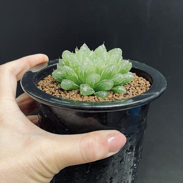 多肉植物：ハオルチア 光るオブツーサ*L 幅6cm | サボテン＆多肉植物