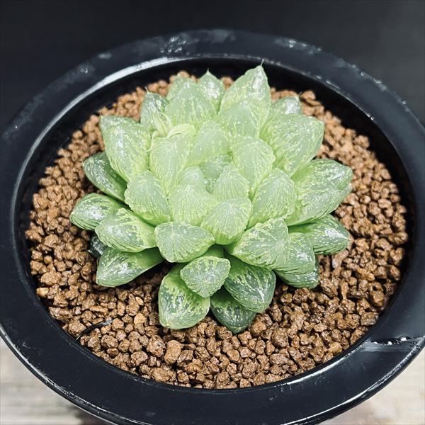 多肉植物：ハオルチア 光るオブツーサ*L 幅6cm | サボテン＆多肉植物